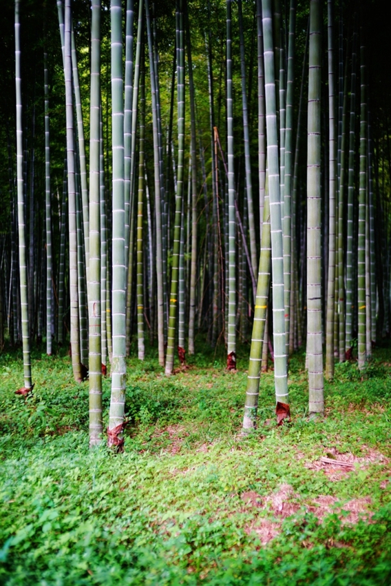 回歸簡單的自然理想 溫州悅庭楠舍精品酒店